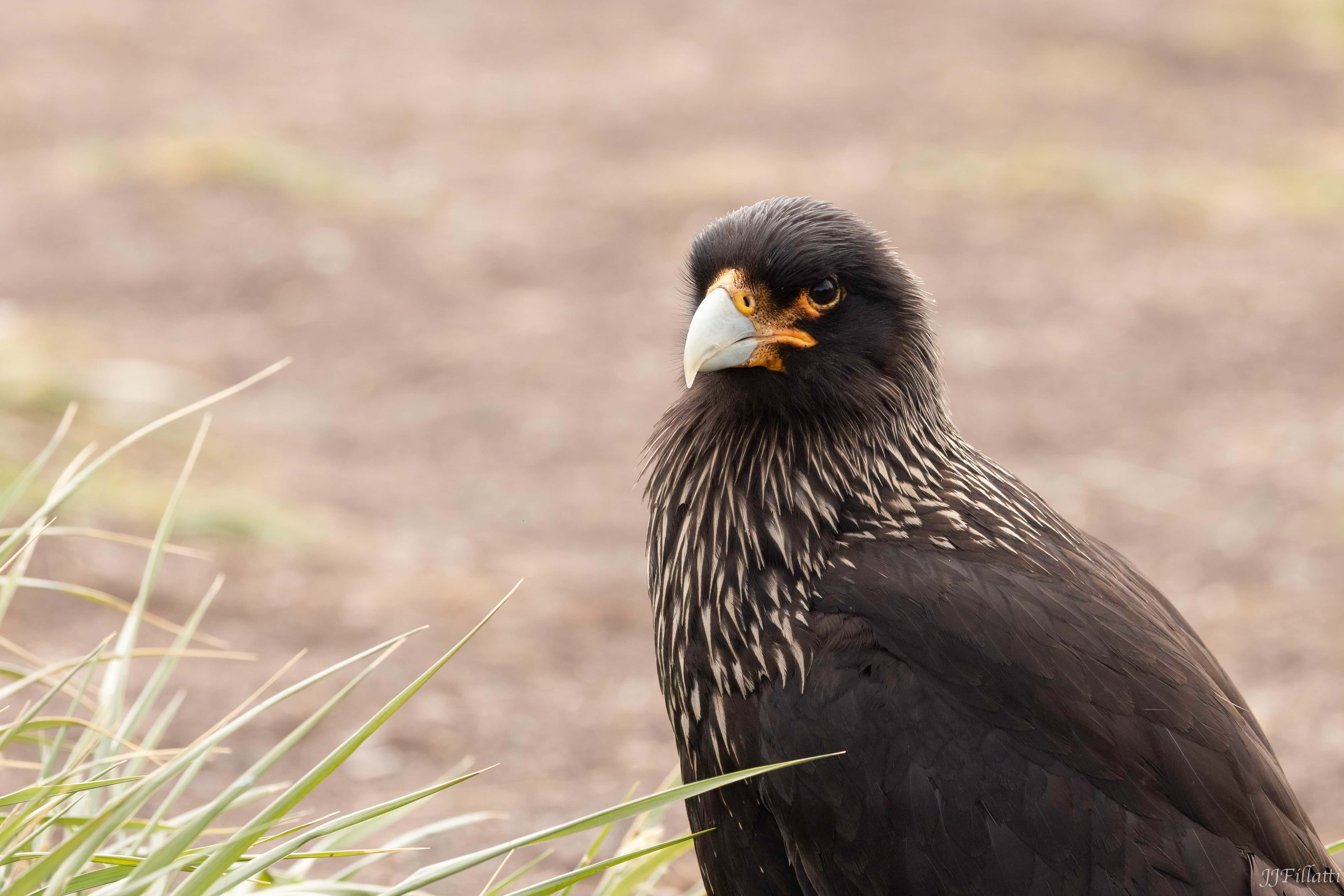 bird of the falklands image 101